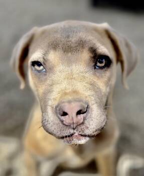 Brody -  Mastiff and Mixed Breed Dog for Adoption in Oxford, Michigan - Brody | PetCurious