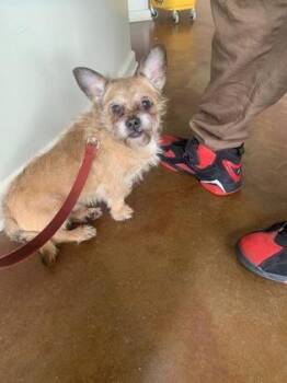 Terrier and Mixed Breed Dogs Available for Adoption in New Orleans, Louisiana - Fargo | PetCurious