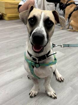 Ryan -  Basset Hound and Pit Bull Terrier Dog for Adoption in Naples, Florida - Ryan | PetCurious