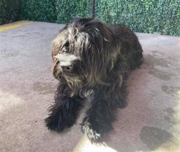 61320158 -  Poodle and Mixed Breed Dog for Adoption in El Paso, Texas - 61320158 | PetCurious