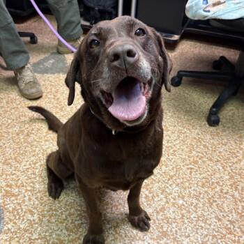 Queenie -  Chocolate Labrador Retriever Dog for Adoption in Chehalis, Washington - Queenie | PetCurious