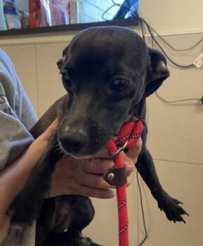 Monte Cristo -  Chihuahua and Pomeranian Dog Available for Adoption in Hoffman Estates, Illinois - Monte Cristo | PetCurious