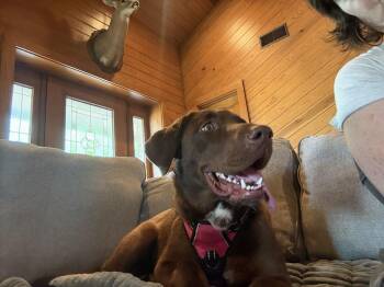 Labrador Retriever and Mixed Breed Dogs Available for Adoption in Broomfield, Colorado - Considine / Lexie | PetCurious