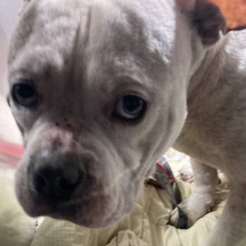 Rescue Mixed Breed Dogs for Adoption in Philadelphia, Pennsylvania - Shortcakes | PetCurious