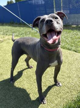 Rescue Pit Bull Terrier Dogs for Adoption in Wooster, Ohio - Skye | PetCurious