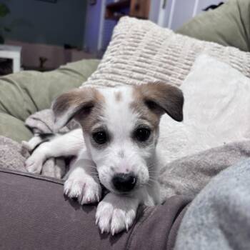 Rescue Mixed Breed Dogs for Adoption in Charlotte, North Carolina - Simon | PetCurious