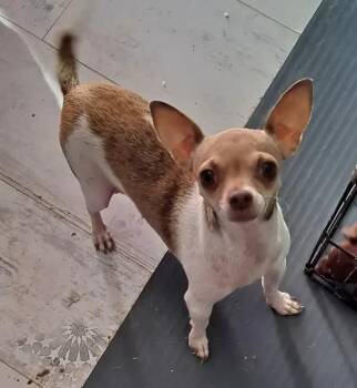 Serena -  Chihuahua Dog for Adoption in Albuquerque, New Mexico - Serena | PetCurious