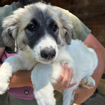 MISSOURI -  Great Pyrenees and Mixed Breed Dog for Adoption in Richmond, California - MISSOURI | PetCurious