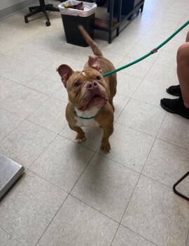 Emoji -  Pit Bull Terrier Dog for Adoption in Sorrento, Louisiana - Emoji | PetCurious