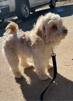Maltese and Poodle Dogs Available for Adoption - SPONSOR ME- Connor | PetCurious