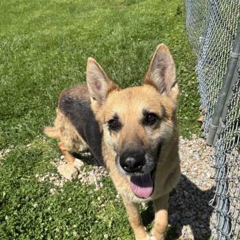 German Shepherd Dog Dogs Available for Adoption in Circleville, Ohio - Meadow | PetCurious