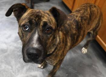 Rescue Shepherd Dogs for Adoption in Thief River Falls, Minnesota - Yukon | PetCurious