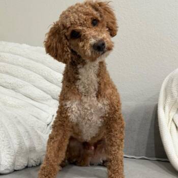 Snickers_3 -  Labrador Retriever and Poodle Dog for Adoption in San Diego, California - Snickers_3 | PetCurious