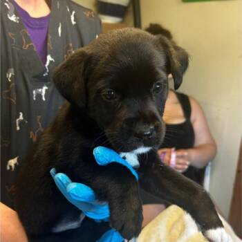 Marlie -  Mixed Breed Dog Available for Adoption in Walker, Michigan - Marlie | PetCurious
