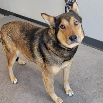 108575 -  Mixed Breed Dog for Adoption in Las Cruces, New Mexico - 108575 | PetCurious