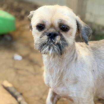 Mopsy -  Shih Tzu Dog for Adoption in Houston, Texas - Mopsy | PetCurious