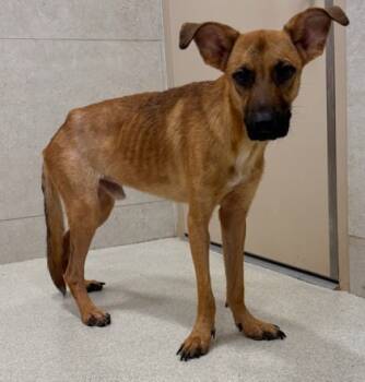 Rescue Shepherd and Black Mouth Cur Dogs for Adoption in Honolulu, Hawaii - Ribby | PetCurious