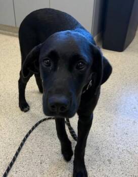 Naomi -  Mixed Breed Dog for Adoption in Lafayette, Indiana - Naomi | PetCurious