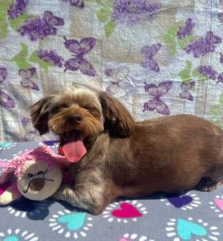 Rapunzel -  Shih Tzu and Mixed Breed Dog for Adoption in Visalia, California - Rapunzel | PetCurious