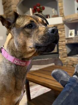 Tawnie -  Pit Bull Terrier and Hound Dog for Adoption in Lafayette, Colorado - Tawnie | PetCurious