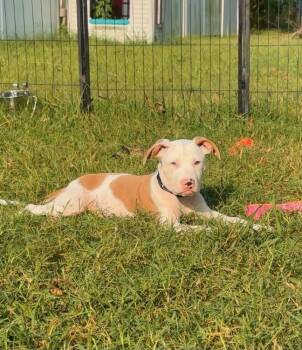 Bryce -  Pit Bull Terrier Dog for Adoption in Tulsa, Oklahoma - Bryce | PetCurious