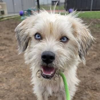 Terrier and Mixed Breed Dogs Available for Adoption in Grapevine, Texas - Roo | PetCurious