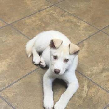 Husky and Labrador Retriever Dogs Available for Adoption in New Orleans, Louisiana - Lola Vee | PetCurious