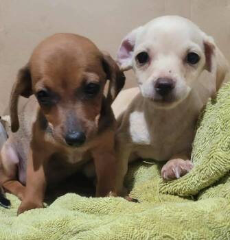 Rescue Chihuahua Dogs for Adoption in Puyallup, Washington - Bert | PetCurious