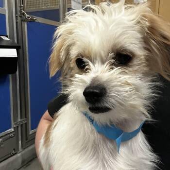 Lime -  Mixed Breed Dog Available for Adoption in Murray, Utah - Lime | PetCurious