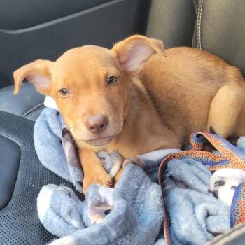 Rescue Shepherd Dogs for Adoption in Annandale, Virginia - Charlie | PetCurious