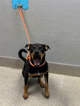 BLAZE -  Doberman Pinscher Dog for Adoption in Las Vegas, Nevada - BLAZE | PetCurious