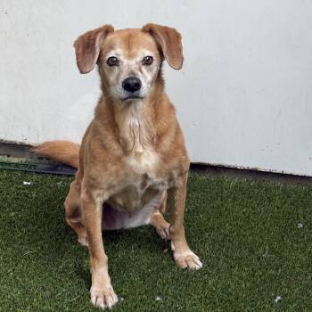 Beagle and Labrador Retriever Dogs Available for Adoption in Mission Viejo, California - Amber | PetCurious
