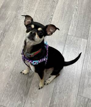 Rescue Chihuahua Dogs for Adoption in Cypress, California - Shakira | PetCurious