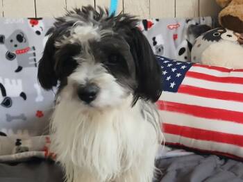 Wally -  Shih Tzu Dog for Adoption in Fort Worth, Texas - Wally | PetCurious
