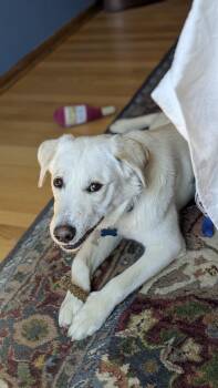 Labrador Retriever Dogs Available for Adoption in Plainfield, Illinois - Rambo | PetCurious