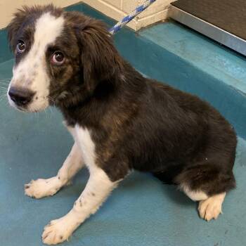 ABBY -  Mixed Breed Dog for Adoption in Memphis, Tennessee - ABBY | PetCurious