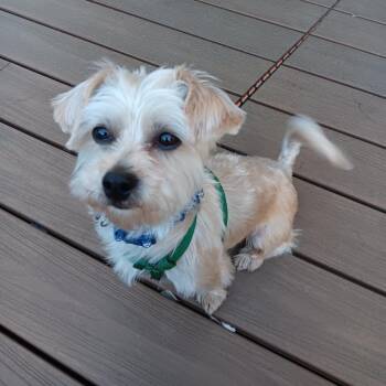 Enrique -  Yorkshire Terrier Dog for Adoption in Minneapolis, Minnesota - Enrique | PetCurious
