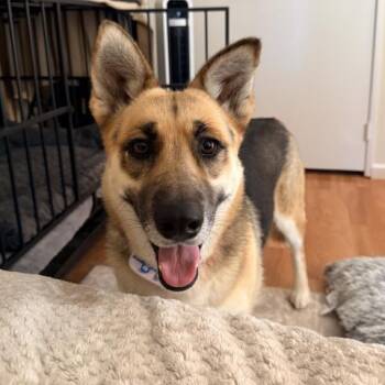 NYX -  German Shepherd Dog Dog for Adoption in Camarillo, California - NYX | PetCurious