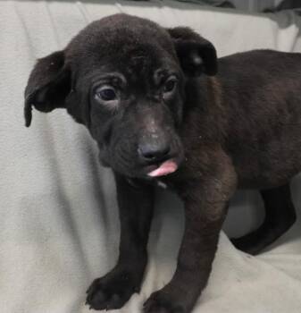 Shepherd and Labrador Retriever Dogs Available for Adoption - Nodaim | PetCurious
