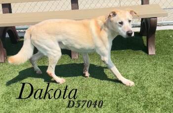 Dakota -  Labrador Retriever Dog for Adoption in Clarksville, Tennessee - Dakota | PetCurious