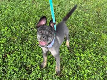 Terrier Dogs Available for Adoption in Antioch, California - MISS KITTIN | PetCurious