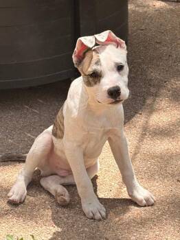 Cattle Dog and Labrador Retriever Dogs Available for Adoption in Fort Lupton, Colorado - The Scarab | PetCurious