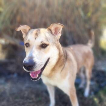 Rescue Carolina Dog and Shepherd Dogs for Adoption in Manhasset, New York - Rex | PetCurious