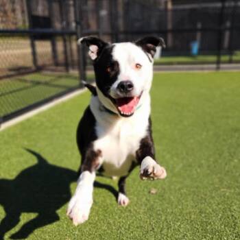 Domino -  Mixed Breed Dog for Adoption in Greensboro, North Carolina - Domino | PetCurious