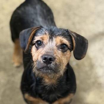 Dobby -  Jack Russell Terrier Dog for Adoption in Sacramento, California - Dobby | PetCurious