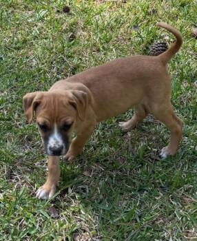 Jack Russell Terrier and Beagle Dogs Available for Adoption - Milky Way | PetCurious