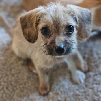 Frank -  Maltese and Chihuahua Dog for Adoption in Lafayette, California - Frank | PetCurious