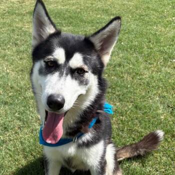 Winter -  Husky Dog for Adoption in Rocky Point, New York - Winter | PetCurious