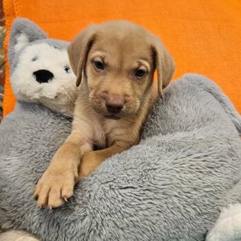 Kenny -  Mixed Breed Dog for Adoption in Huntsville, Alabama - Kenny | PetCurious
