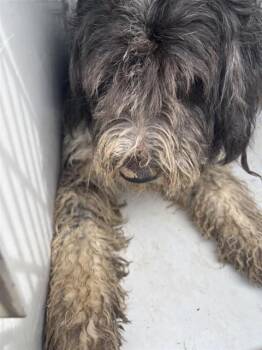 JORDAN -  Giant Schnauzer Dog for Adoption in Houston, Texas - JORDAN | PetCurious